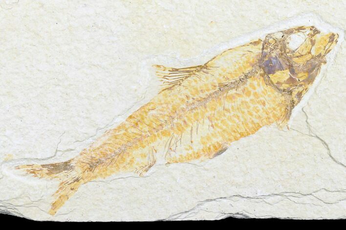 Detailed Fossil Fish (Knightia) - Wyoming #176377